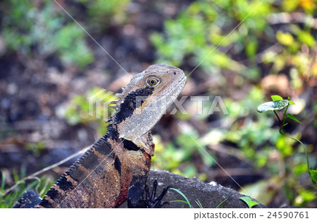 Male Australian Eastern Water Dragon Male Australian Eastern Water Dragon 24590761