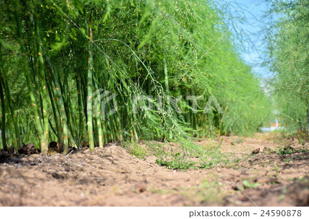 Asparagus field in Hokkaido 24590878