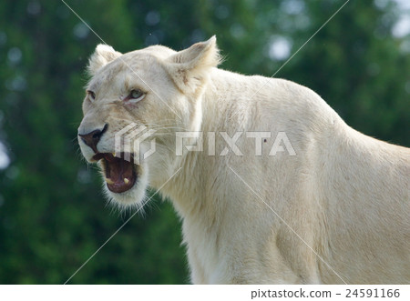 The background with the screaming dangerous lion 24591166