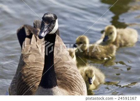 Cute family of Canada geese are swimming together Cute family of Canada geese are swimming together 24591167