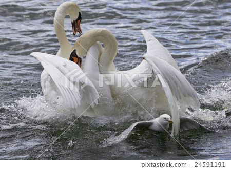 Amazing fight between the swans Amazing fight between the swans 24591191