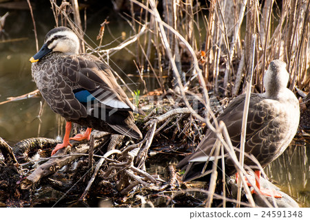 Two ducks on the river 24591348
