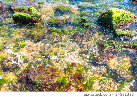 Rocks and green algae under water 24591358