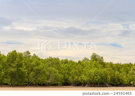 Mangroves Tree Or Shrub Mangroves Tree Or Shrub 24591465