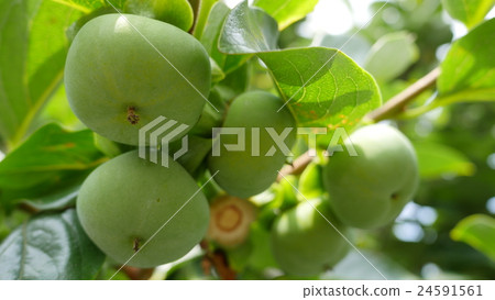 persimmon persimmon 24591561