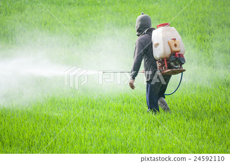farmer spraying pesticide in the rice field 24592110