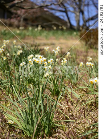Narcissus 24592791