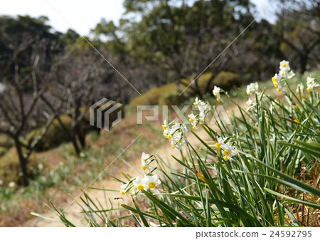 水仙 水仙 24592795
