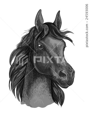 Black horse portrait with shiny dark eyes Black horse portrait with shiny dark eyes 24593006