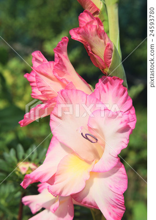 light pink flower of gladiolus 24593780