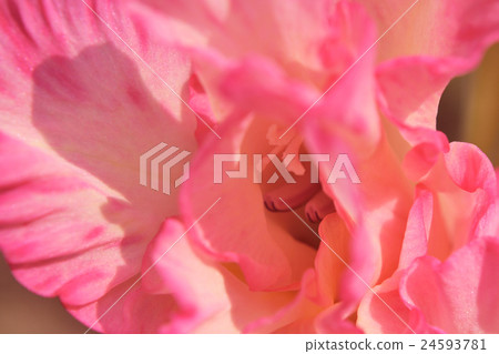light pink flower of gladiolus in the garden light pink flower of gladiolus in the garden 24593781