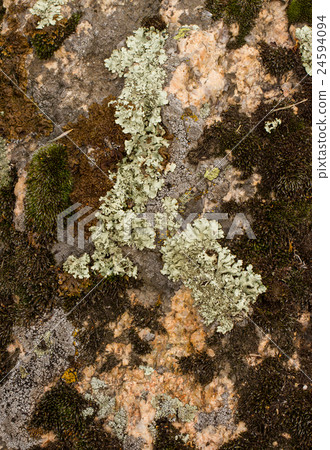 Light and dark lichen. 24594094