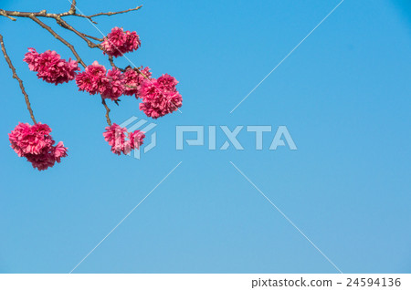 櫻與藍天 24594136