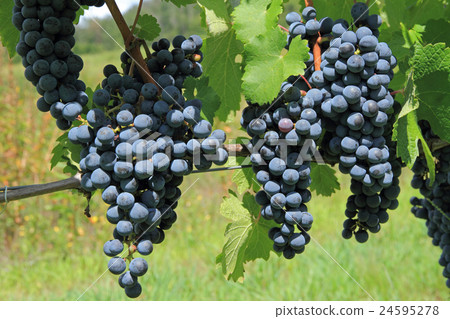 Grape for wine Cabernet · Sauvignon Grape for wine Cabernet · Sauvignon 24595278