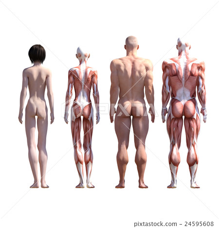 Male and female dissection muscle 3DCG illustration material 24595608