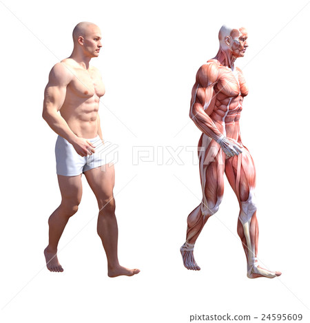 Male anatomy muscle 3DCG illustration material 24595609