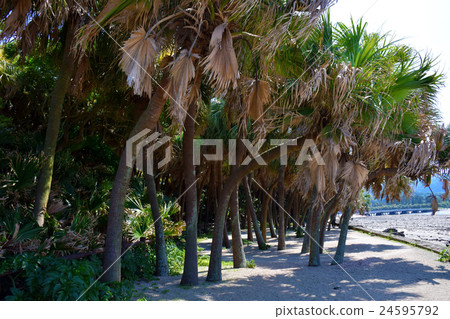 Qingdao and Qingdao Shrine (Miyazaki City, Miyazaki Prefecture) 24595792