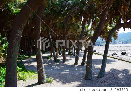 Qingdao and Qingdao Shrine (Miyazaki City, Miyazaki Prefecture) 24595793