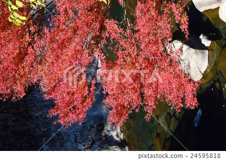 Autumnal leaves of the Keiko River and Mt. Okurayama 24595818