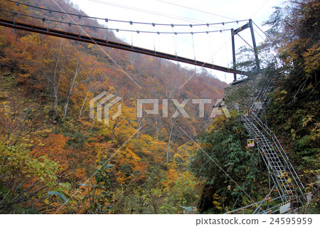 秋天秋天瀑布[秋天的葉子和Myosenbashi和繞道而建] 24595959