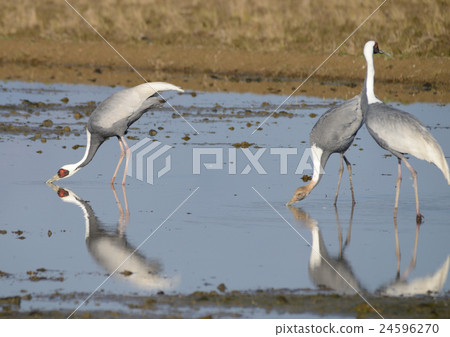 和泉市的Tsuru 和泉市的Tsuru 24596270
