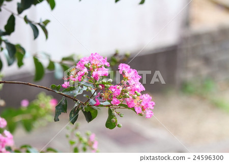 Flower of crape mybs 24596300