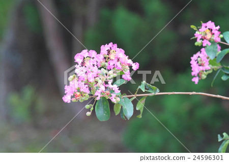 Flower of crape mybs 24596301