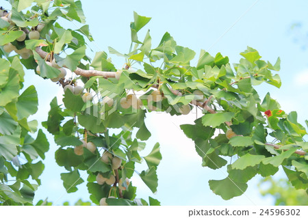 Ginkgo fruit 24596302