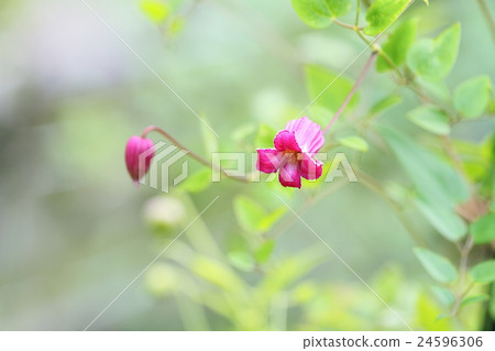 鐵線蓮花 24596306