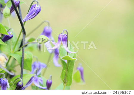 鐵線蓮花 24596307