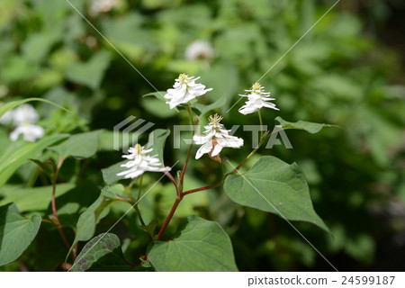 Eight dokudami 24599187