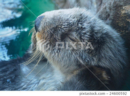 Sea otter cute nap 24600592
