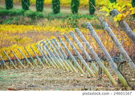 autumn vineyard autumn vineyard 24601167