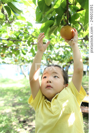 Child enjoying pear hunting 24601891