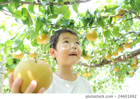 Child enjoying pear hunting Child enjoying pear hunting 24601892