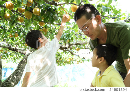 Families enjoying pear hunting Families enjoying pear hunting 24601894