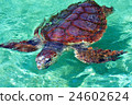 Sea turtle Sea turtle 24602624
