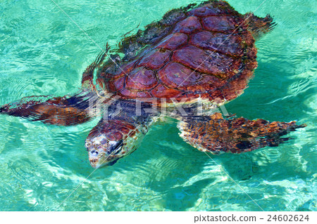 Sea turtle Sea turtle 24602624