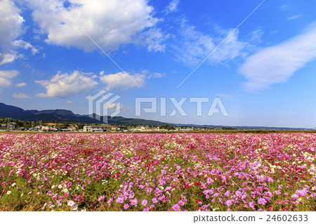 花Isahaya灣開墾土地100萬個宇宙領域 24602633