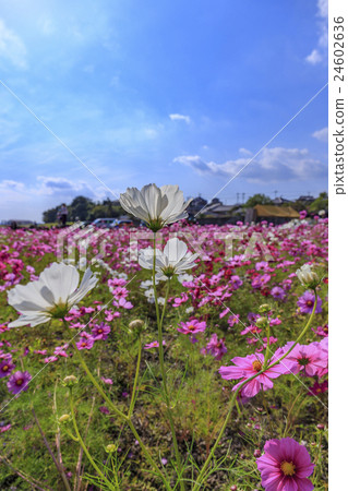 Flower Isahaya Bay reclaimed land 1 million cosmos fields 24602636
