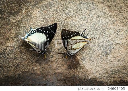 beautiful butterfly on the rock in natural 24605405
