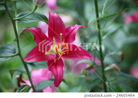Lily flower Lily flower 24605464