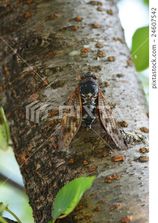 Abra-zemi male singing cherry blossoms 24607542