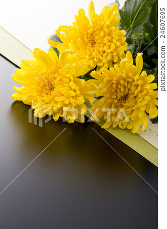 菊花 菊花 24607695