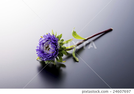 菊花 菊花 24607697