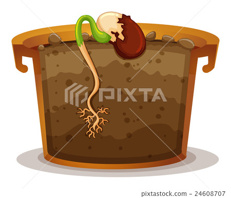 Plant growing from small seed Plant growing from small seed 24608707