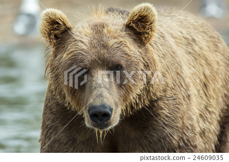 Portrait of a brown bear close up. Kurile Lake. 24609035