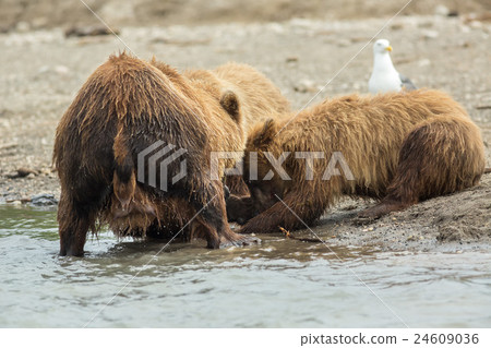 Brown bear divides caught fish with cubs. Kurile 24609036