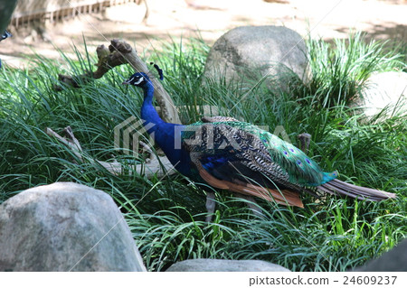 Indian peacock 24609237