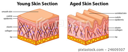 Diagram showing young and aged skin - Stock Illustration [24609307] - PIXTA